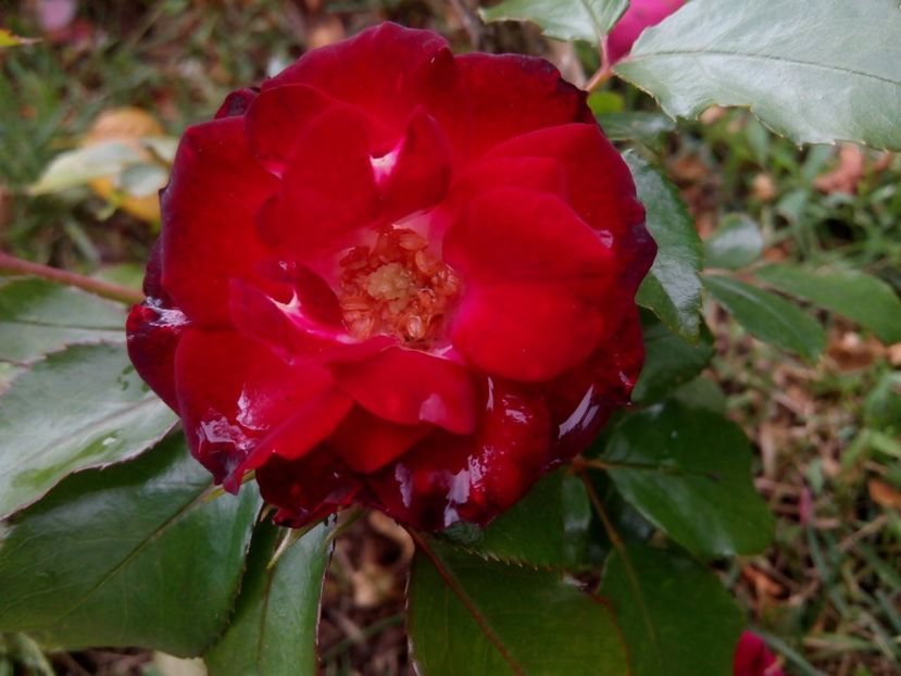 18 iunie 2017 - Patrick poivre