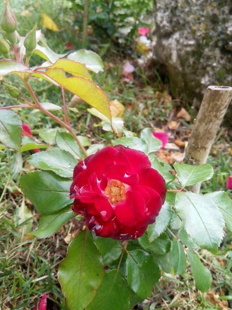 18 iunie 2017 - Patrick poivre