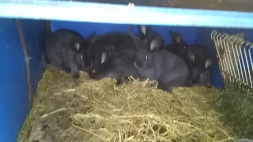  - 00-IEPURI ALBASTRU VIENEZ