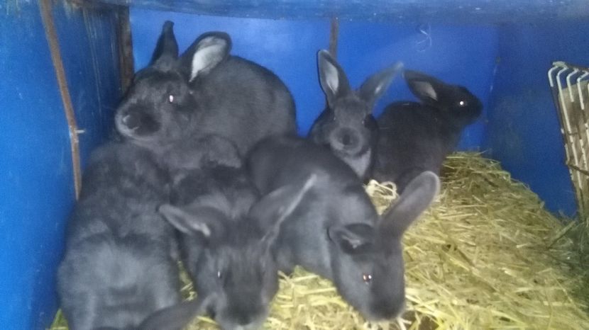  - 00-IEPURI ALBASTRU VIENEZ