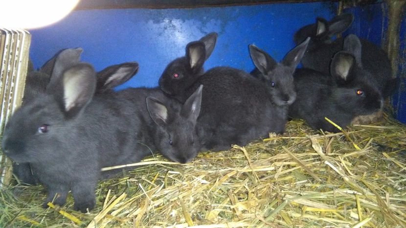  - 00-IEPURI ALBASTRU VIENEZ