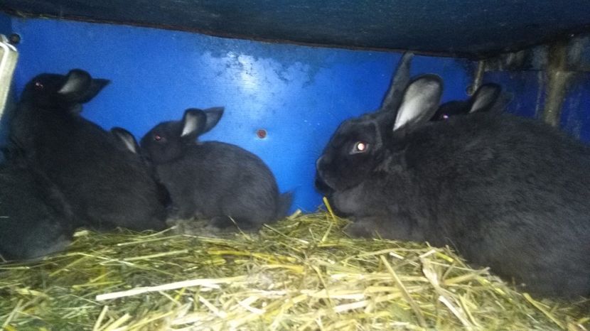  - 00-IEPURI ALBASTRU VIENEZ