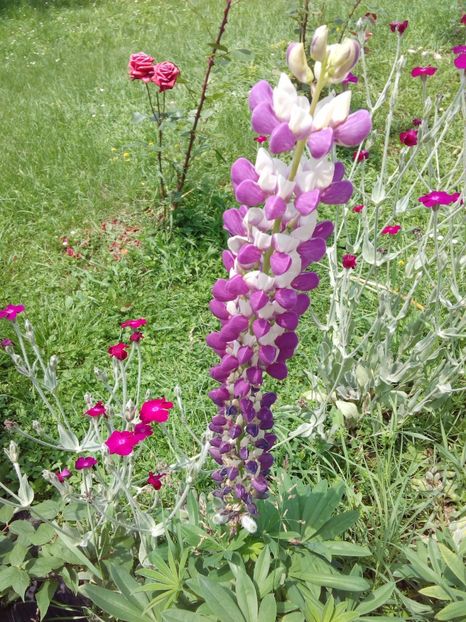  - AAAAA_LUPIN 2015_2017_2018_2019_2020