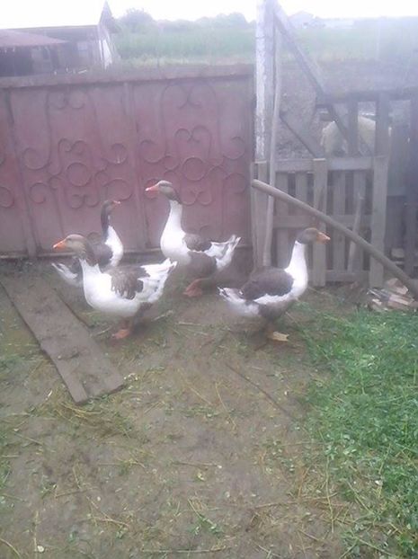  - GASTE POMERANIENE IMPORT SERBIA