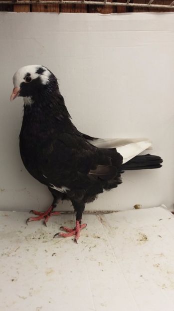 F 2017 vanduta - De vanzare kingi