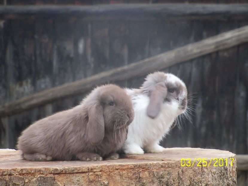  - viitoarea matca de urecheati