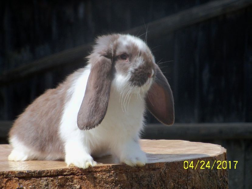  - viitoarea matca de urecheati