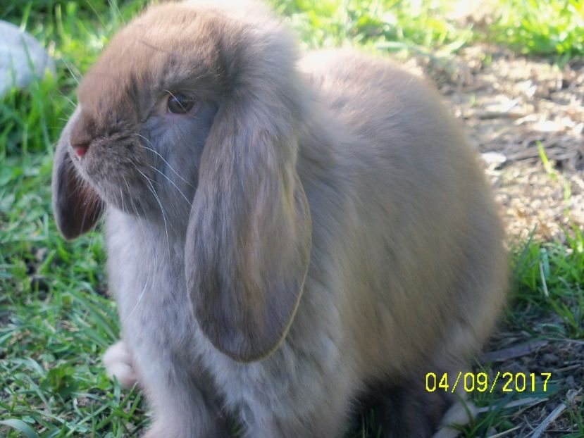 havanel la 6 sapt. - viitoarea matca de urecheati