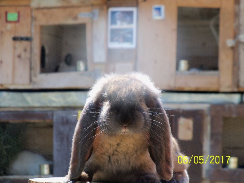 turinger din 20.03.2017. - viitoarea matca de urecheati