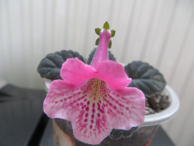 10.4 - mini sinningii 2017