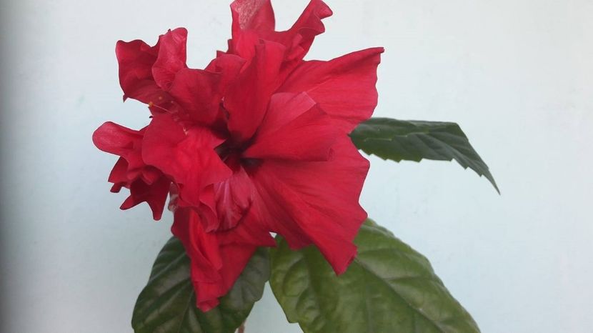  - HIBISCUS CLASSIC RED