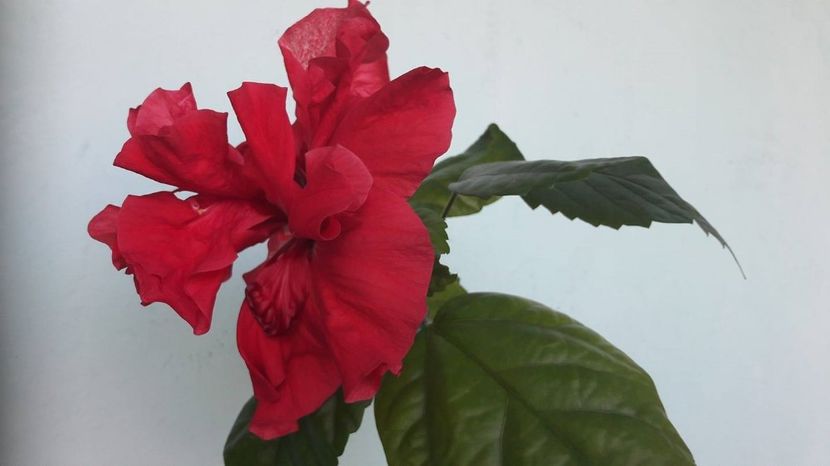  - HIBISCUS CLASSIC RED