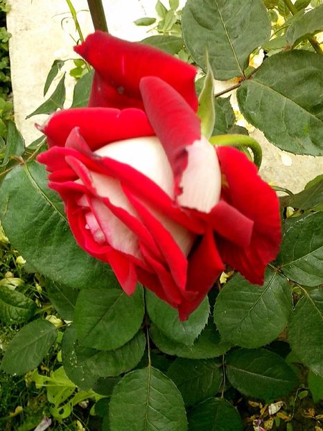 osiria - 0 TRANDAFIRI 2017