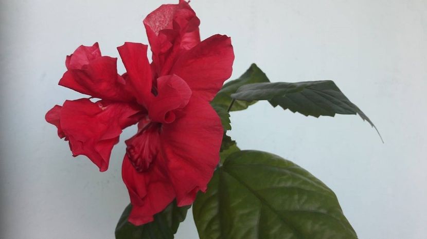 Classic Red - FLORI -2017