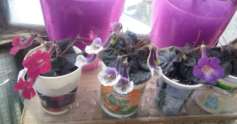  - Mini Sinningia 2017