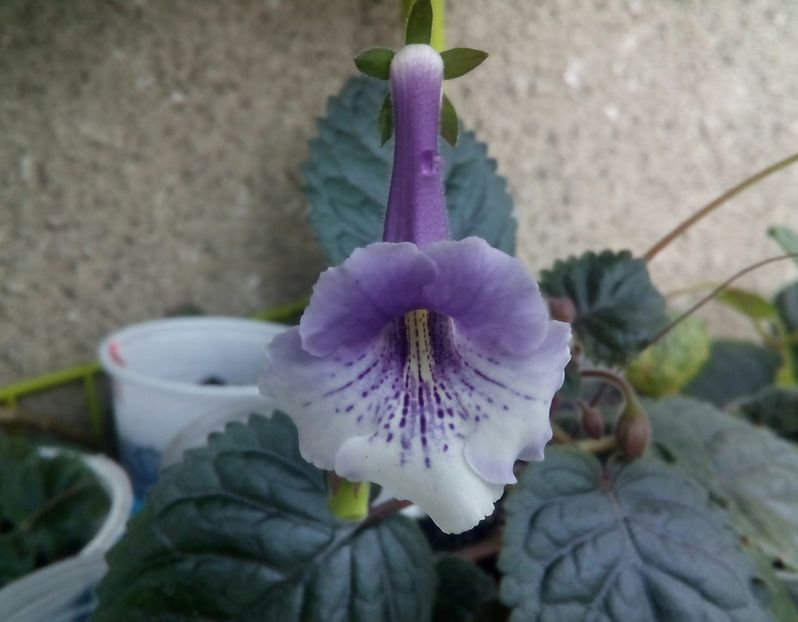  - Mini Sinningia 2017