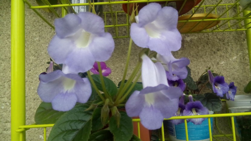  - Mini Sinningia 2017