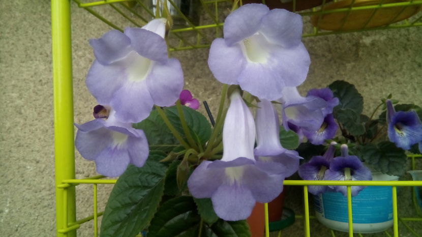  - Mini Sinningia 2017