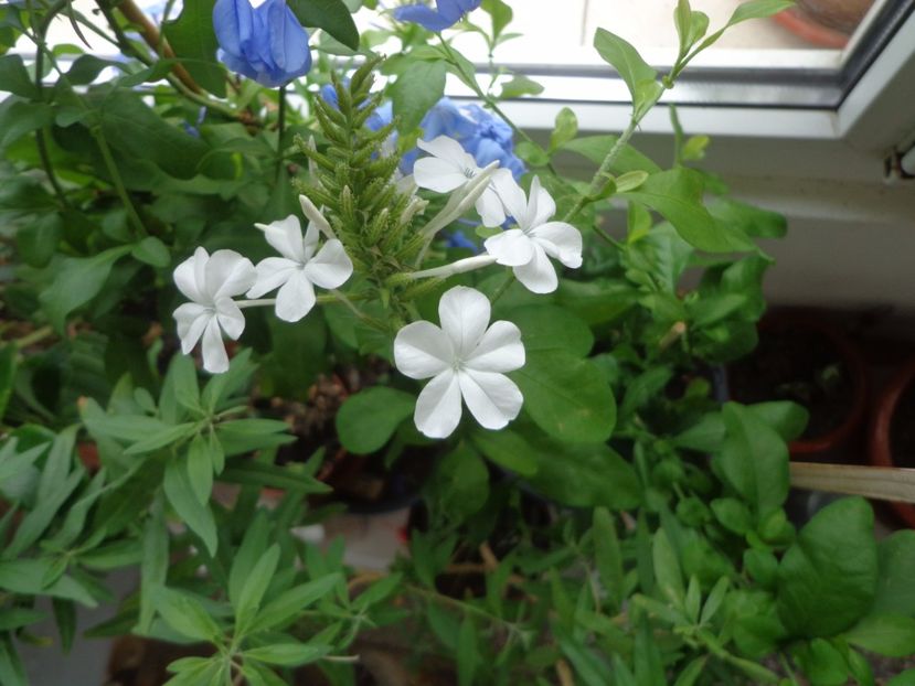 Plumbago - Argumente