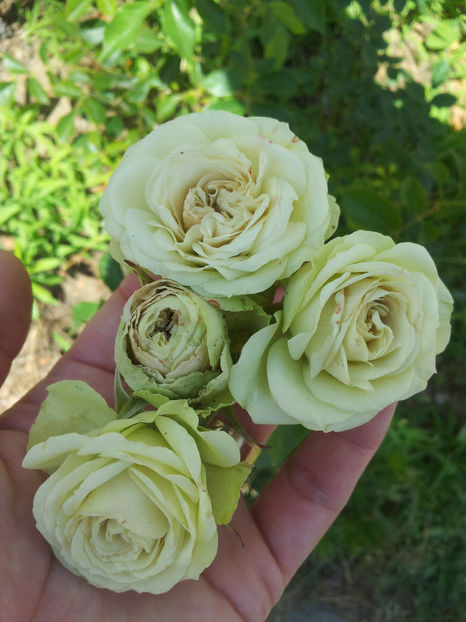  - Lovely Green