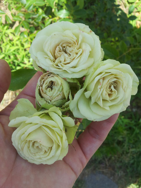  - Lovely Green