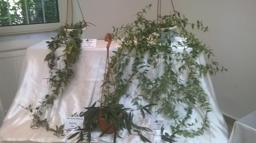  - Expozitia gesneriaceae 2017