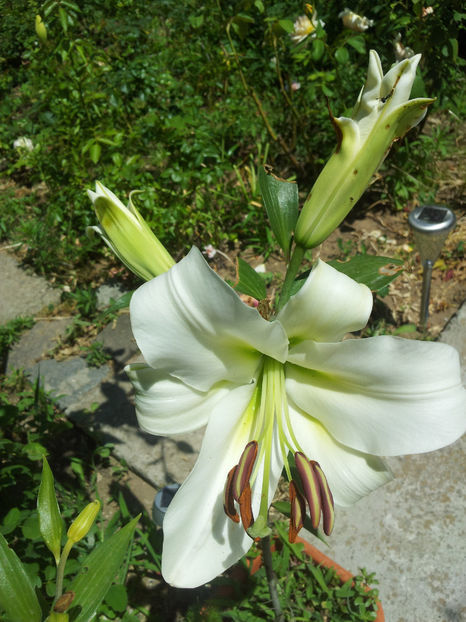  - Primavara - Vara 2017