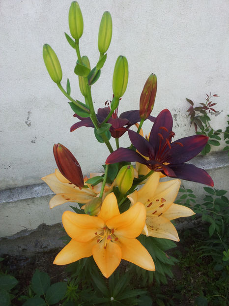  - Primavara - Vara 2017