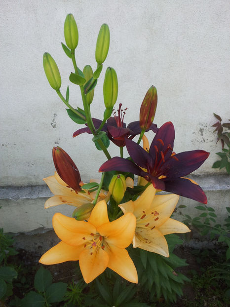  - Primavara - Vara 2017