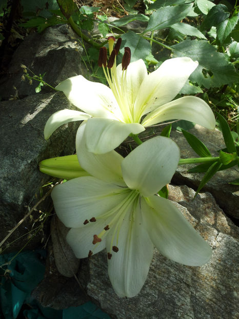  - Primavara - Vara 2017