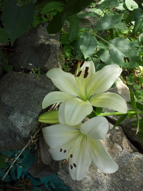  - Primavara - Vara 2017