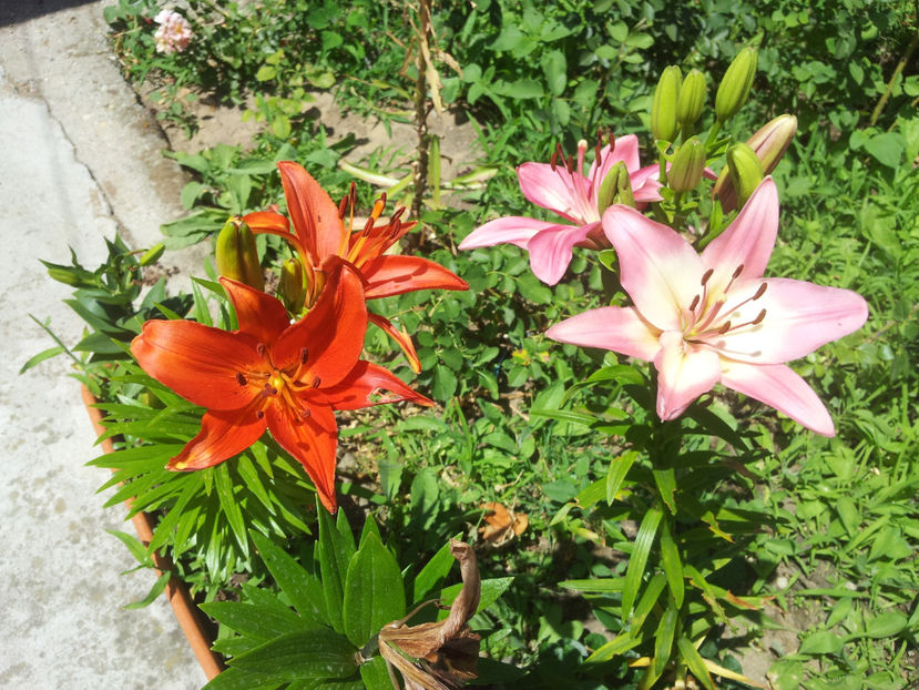  - Primavara - Vara 2017