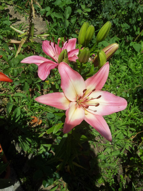  - Primavara - Vara 2017