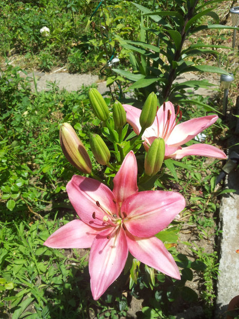  - Primavara - Vara 2017