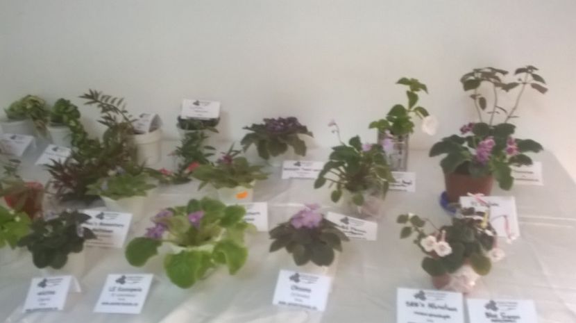  - Expozitia gesneriaceae 2017