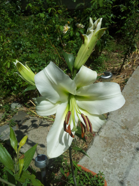  - Primavara - Vara 2017