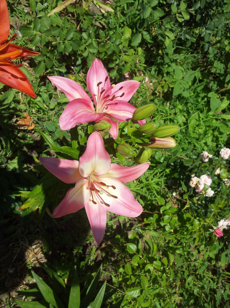  - Primavara - Vara 2017