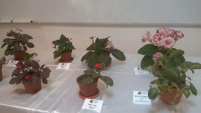  - Expozitia gesneriaceae 2017