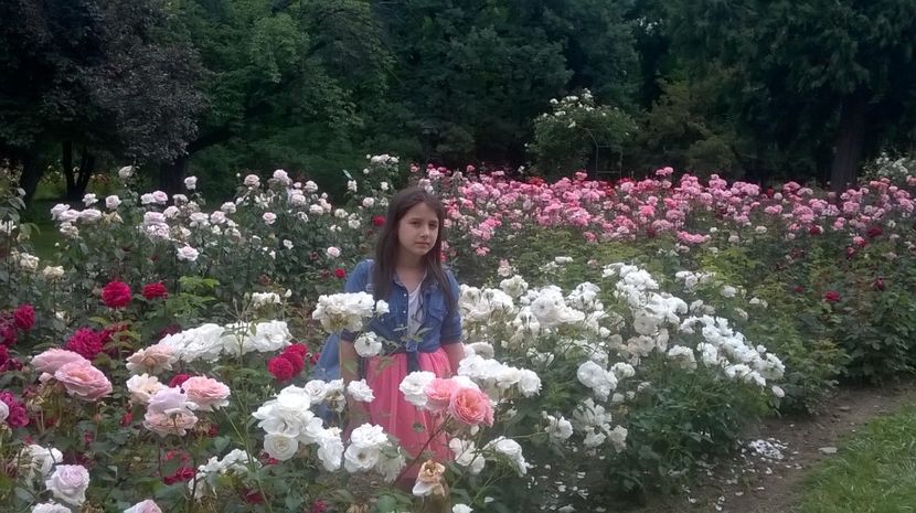  - Expozitia gesneriaceae 2017