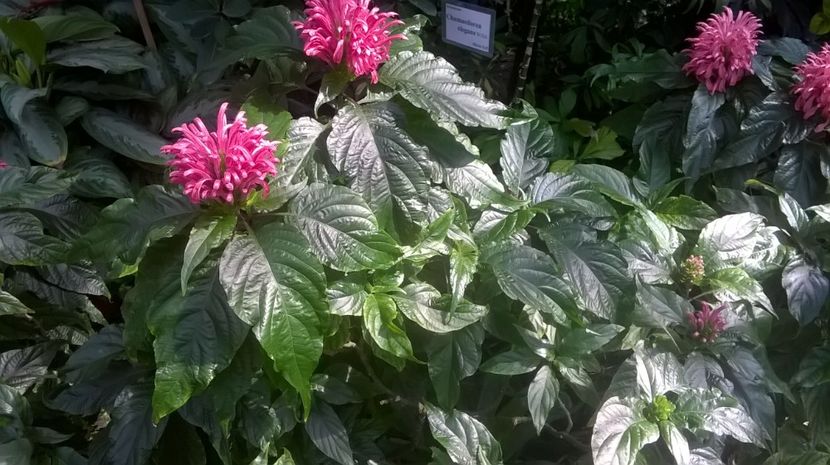  - Expozitia gesneriaceae 2017