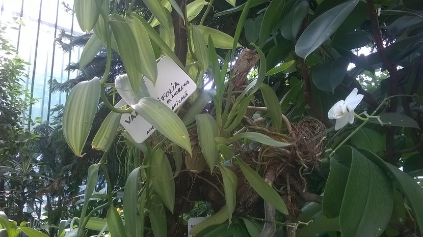  - Expozitia gesneriaceae 2017