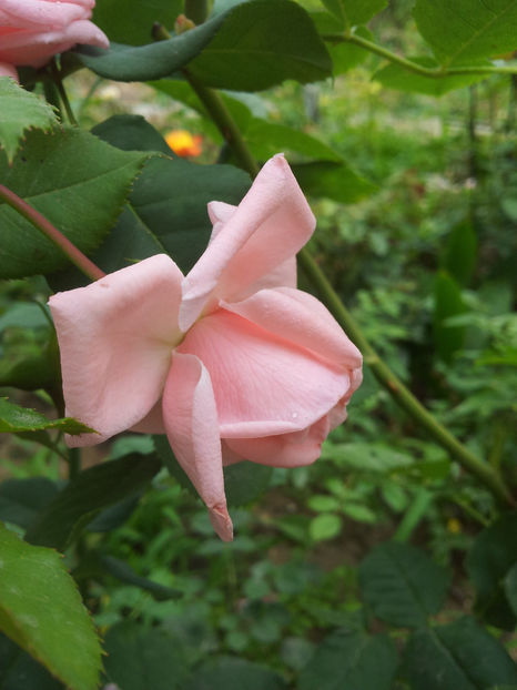 Nuante in plin soare! - Coral Dawn