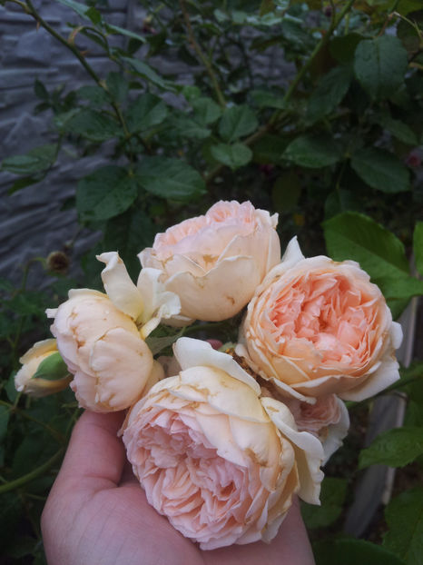  - Crown Princess Margareta