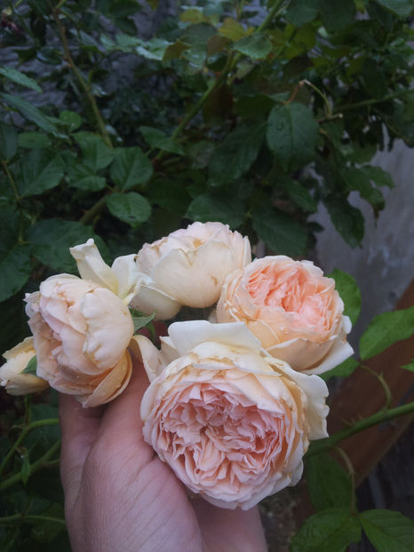  - Crown Princess Margareta