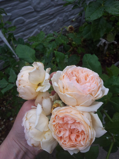  - Crown Princess Margareta
