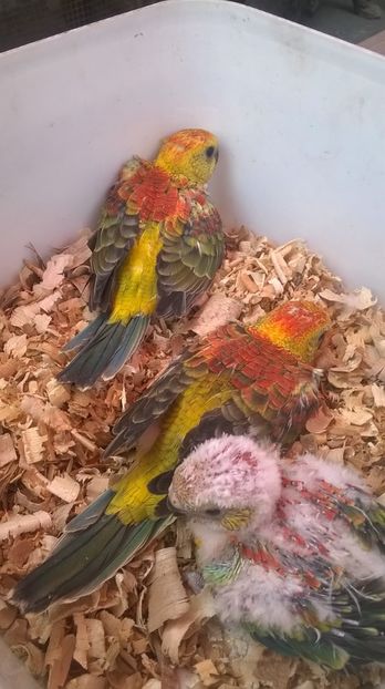  - Pui cantatori inelati 2017