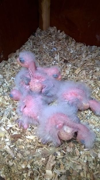  - papagali rosella penant