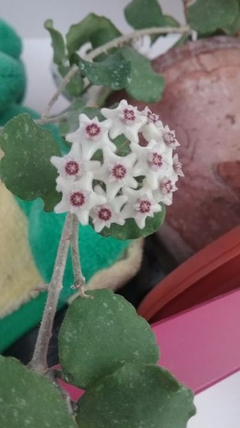 18.06.17 - Hoya 2017