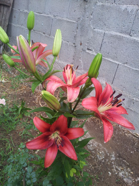  - Primavara - Vara 2017