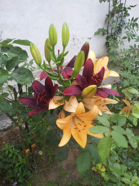  - Primavara - Vara 2017